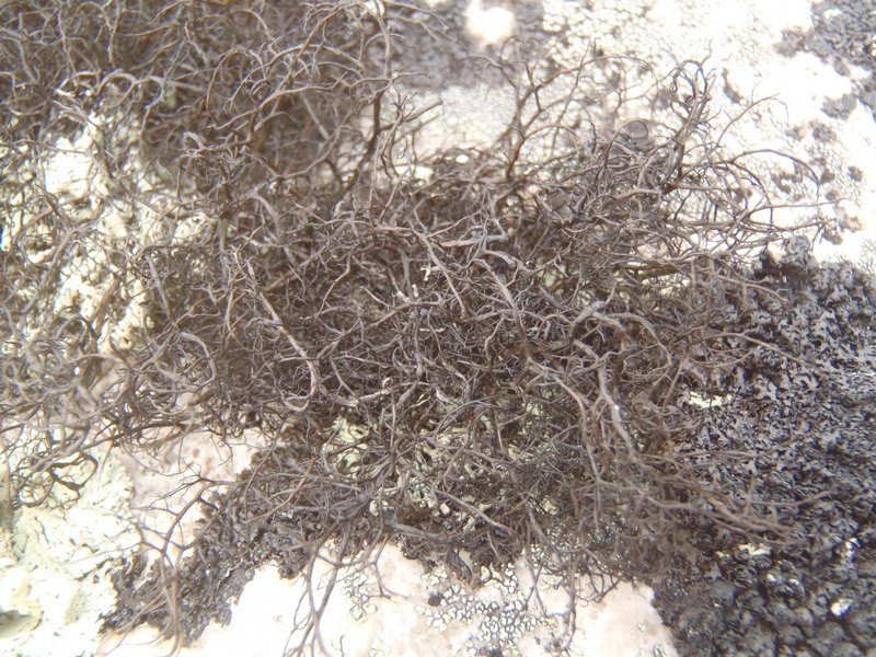 Bryoria nitidula