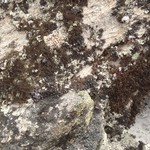 Bryoria nitidula