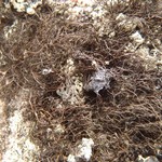 Bryoria nitidula