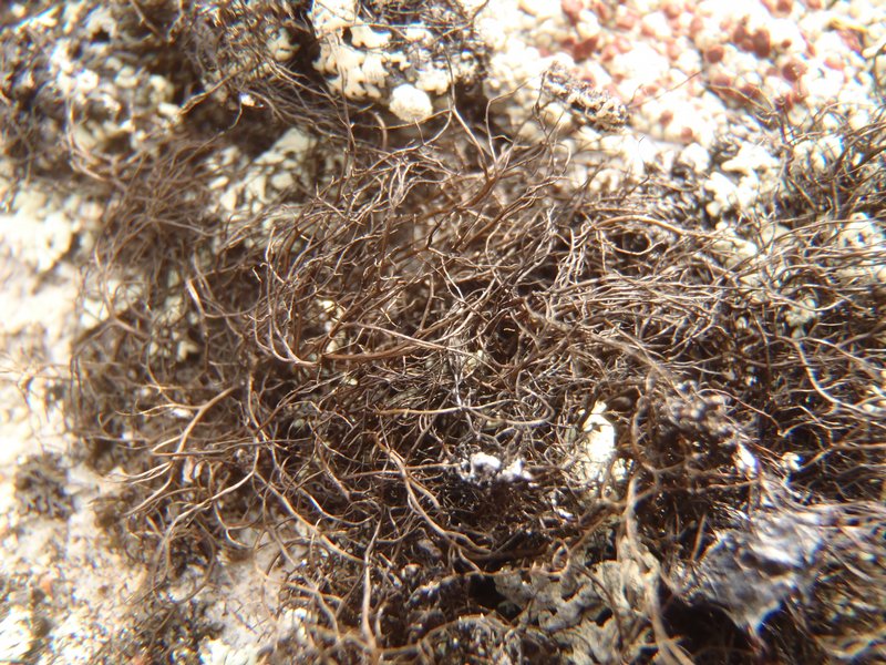 Bryoria nitidula