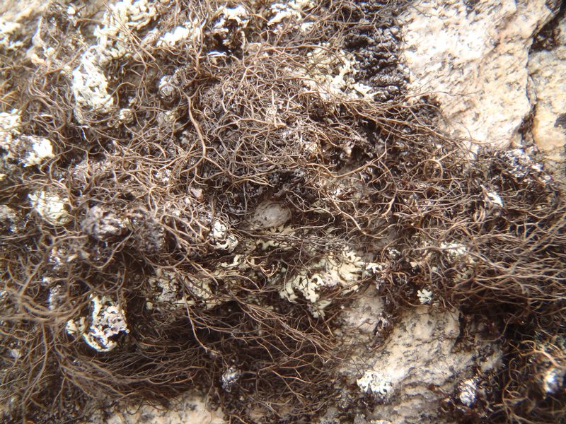 Bryoria nitidula
