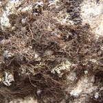 Bryoria nitidula