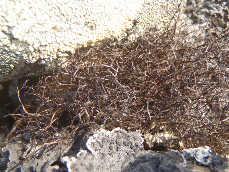 Bryoria nitidula