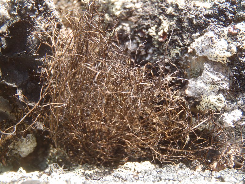 Bryoria nitidula