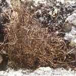Bryoria nitidula