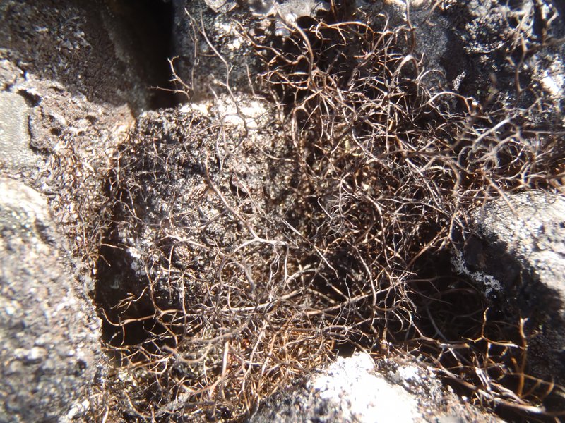 Bryoria nitidula