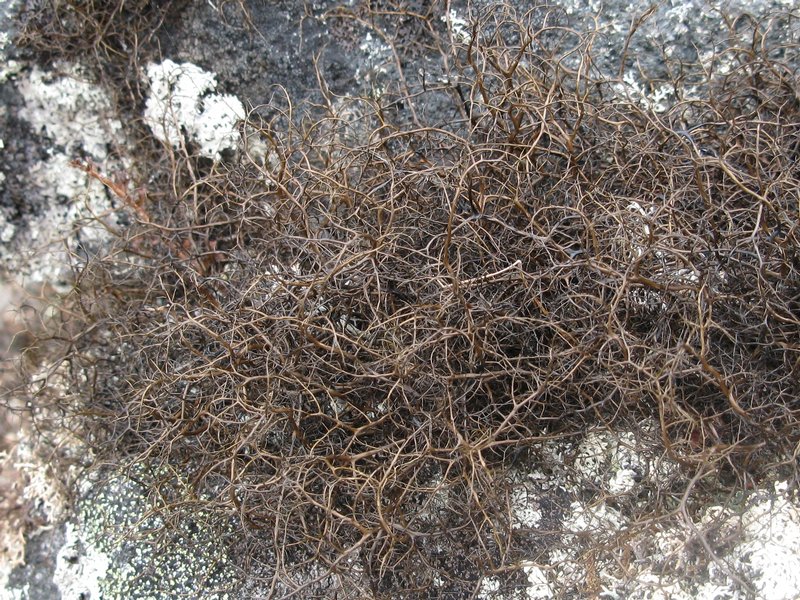 Bryoria nitidula