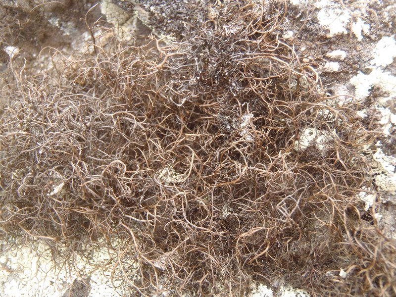 Bryoria nitidula