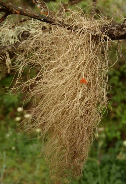 Bryoria pseudocapillaris