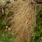Bryoria pseudocapillaris