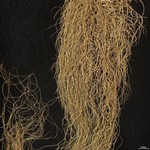 Bryoria pseudofuscescens