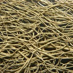 Bryoria pseudofuscescens