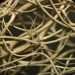 Bryoria pseudofuscescens
