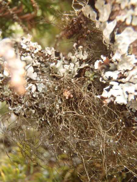 Bryoria simplicior