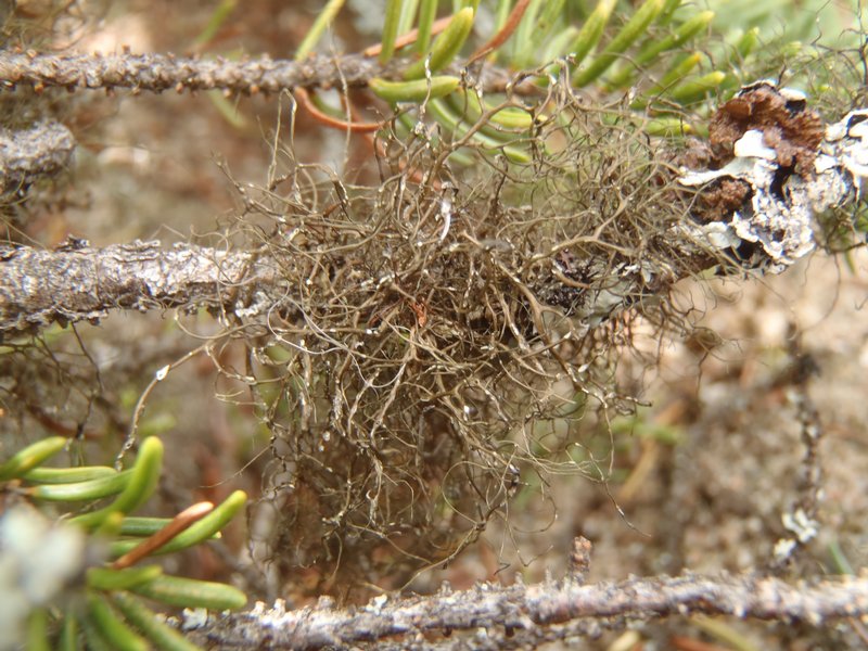 Bryoria simplicior
