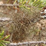 Bryoria simplicior