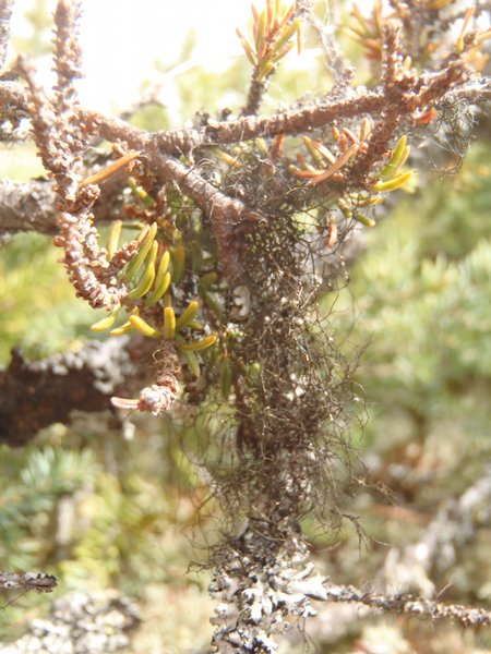 Bryoria simplicior