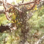 Bryoria simplicior