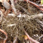Bryoria simplicior