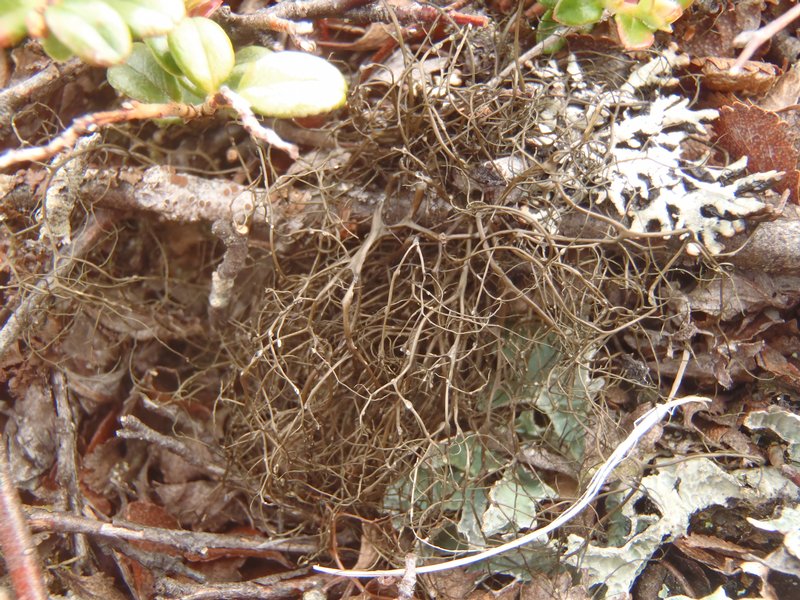 Bryoria simplicior