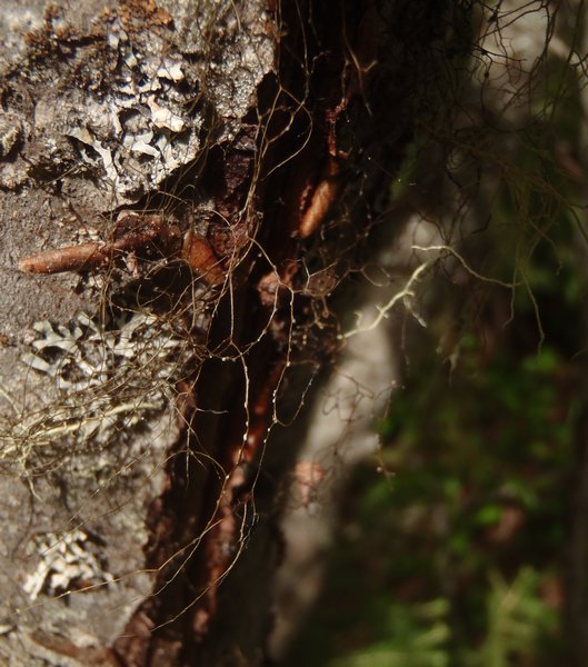 Bryoria simplicior