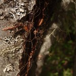 Bryoria simplicior