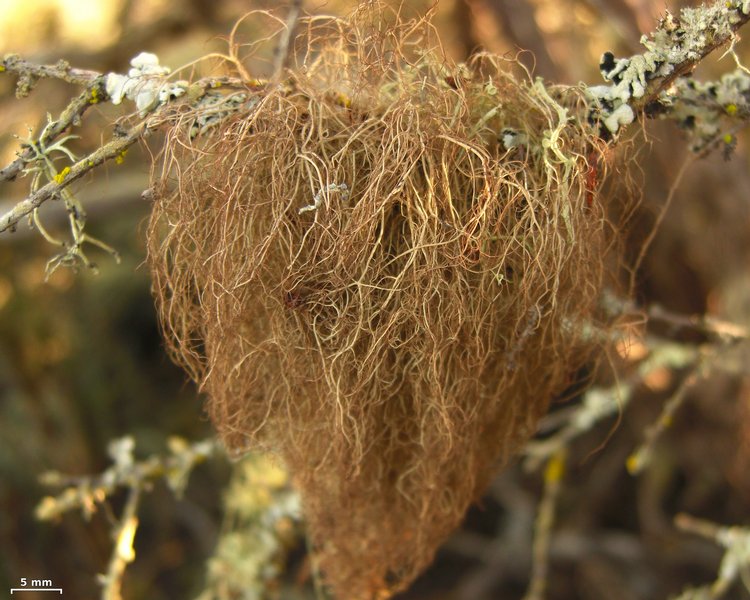 Sulcaria spiralifera