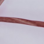 Sulcaria spiralifera