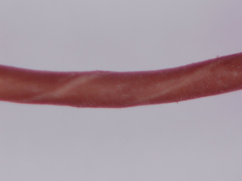 Sulcaria spiralifera