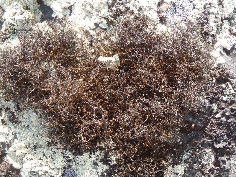 Bryoria tenuis