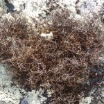 Bryoria tenuis
