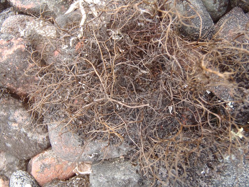Bryoria tenuis