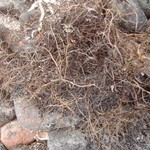Bryoria tenuis