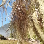 Bryoria trichodes ssp. americana