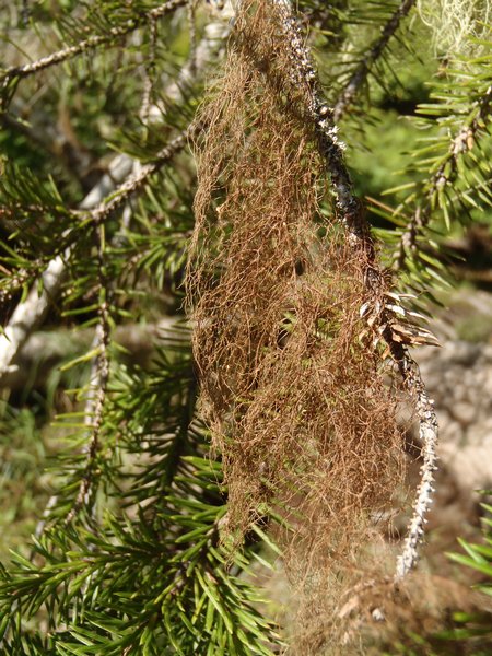 Bryoria trichodes ssp. americana