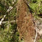 Bryoria trichodes ssp. americana
