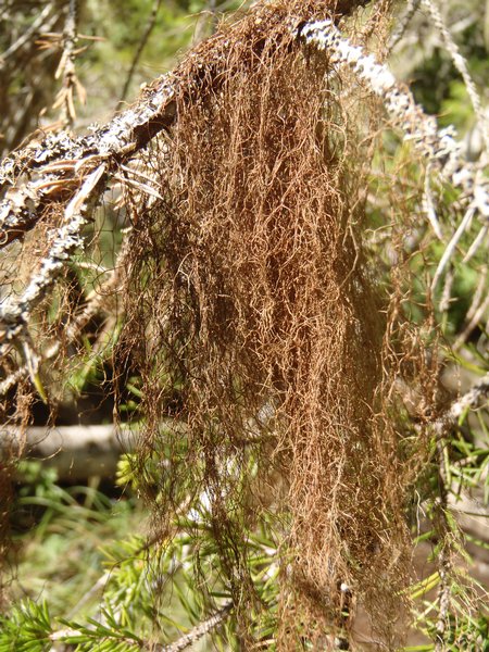 Bryoria trichodes ssp. americana
