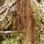 Bryoria trichodes ssp. americana