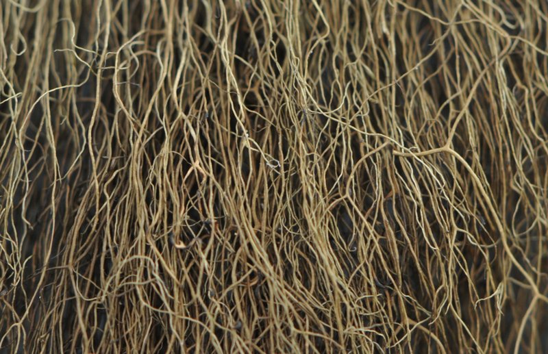 Bryoria trichodes ssp. trichodes