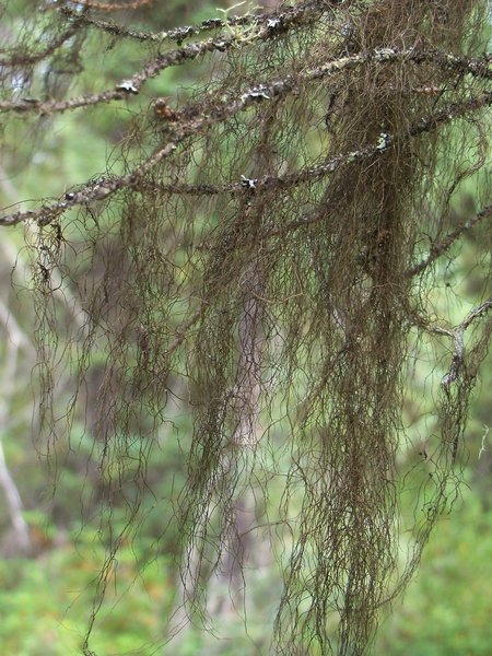 Bryoria trichodes ssp. trichodes