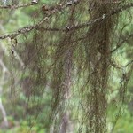 Bryoria trichodes ssp. trichodes