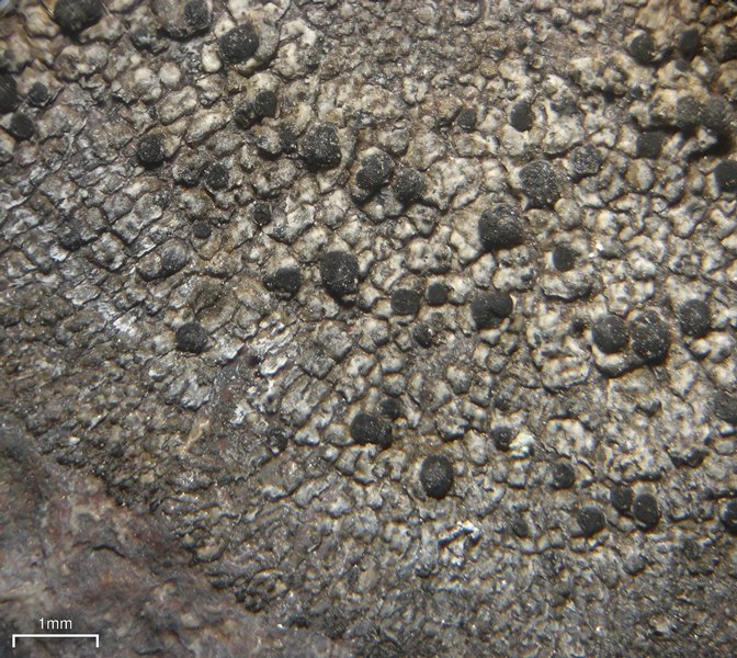 Buellia alboatra