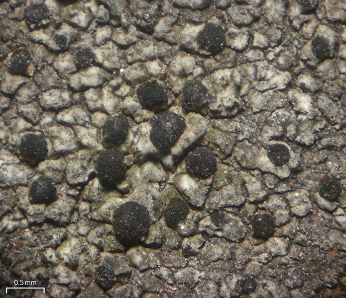 Buellia alboatra