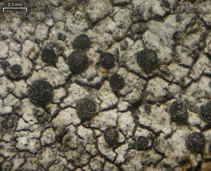 Buellia alboatra
