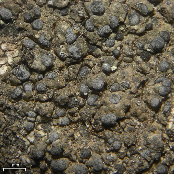 Buellia alboatra