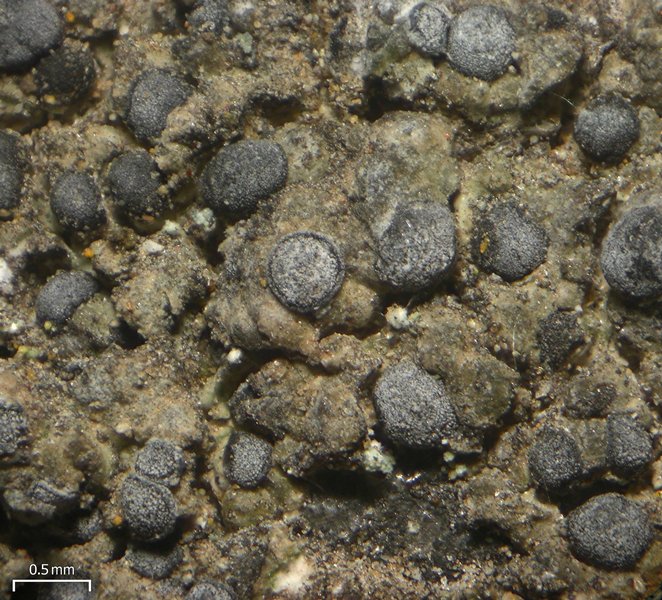 Buellia alboatra