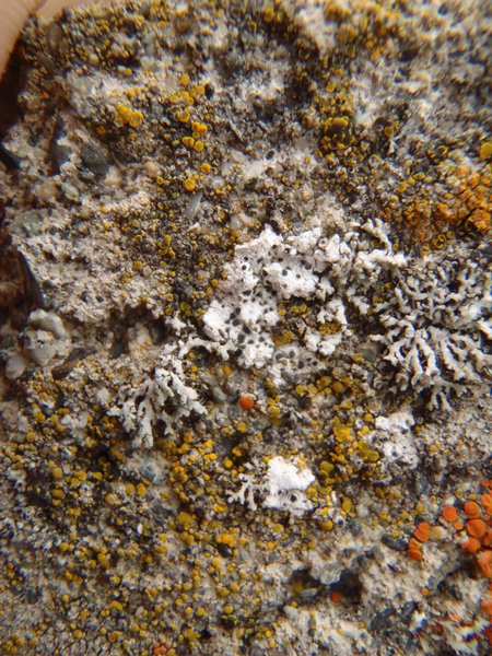 Buellia alboatra