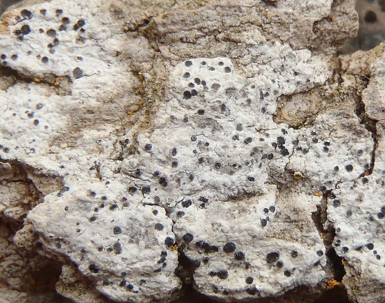 Buellia alboatra