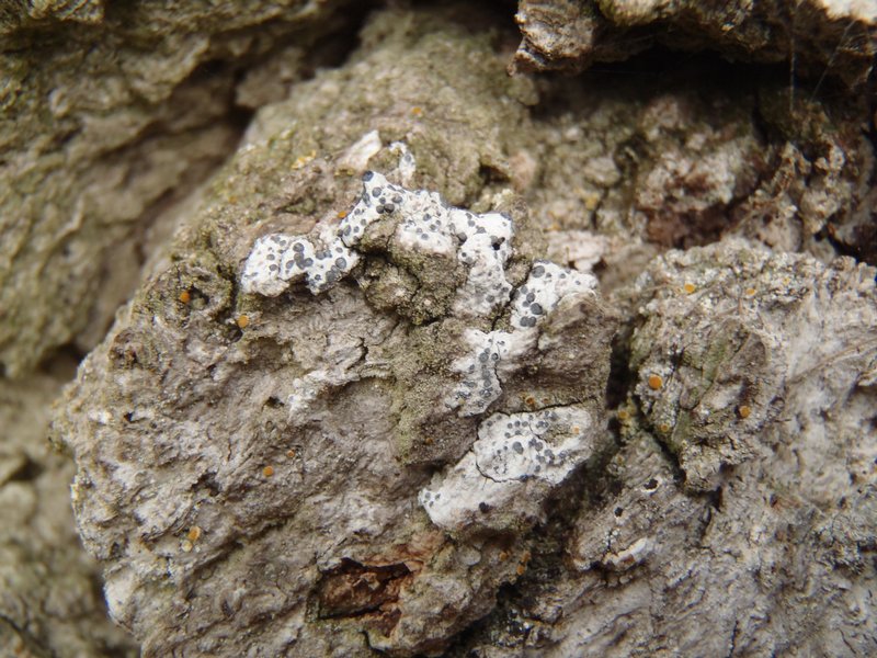Buellia alboatra