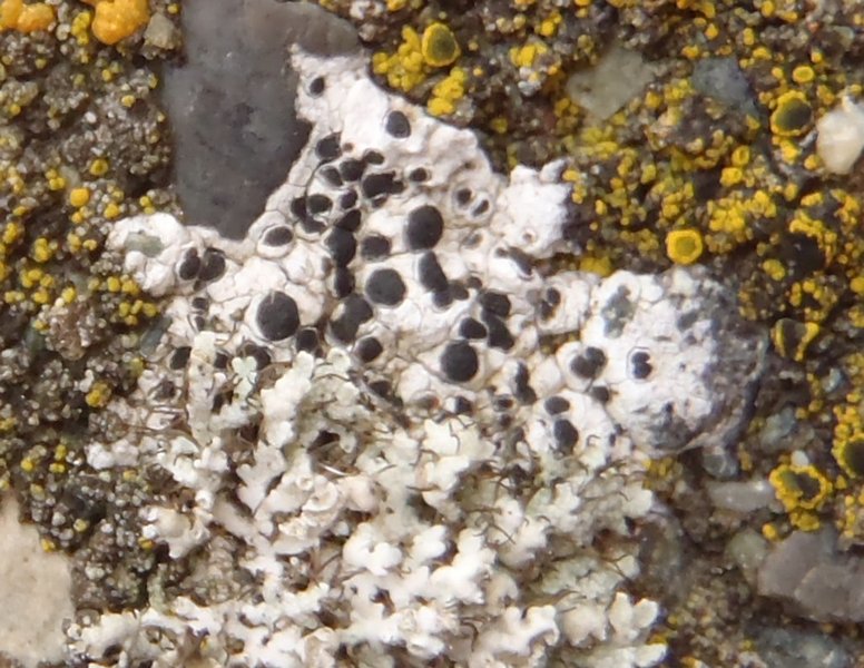 Buellia alboatra